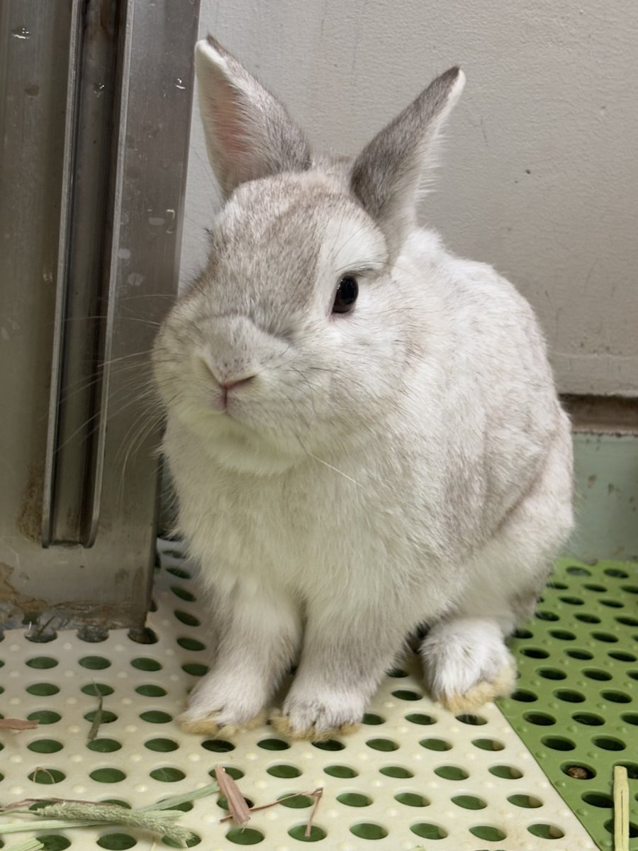 うさ子様　確認用 新しく仲間入りしました♪ #ハリー です！ふれあい体験にも登場して