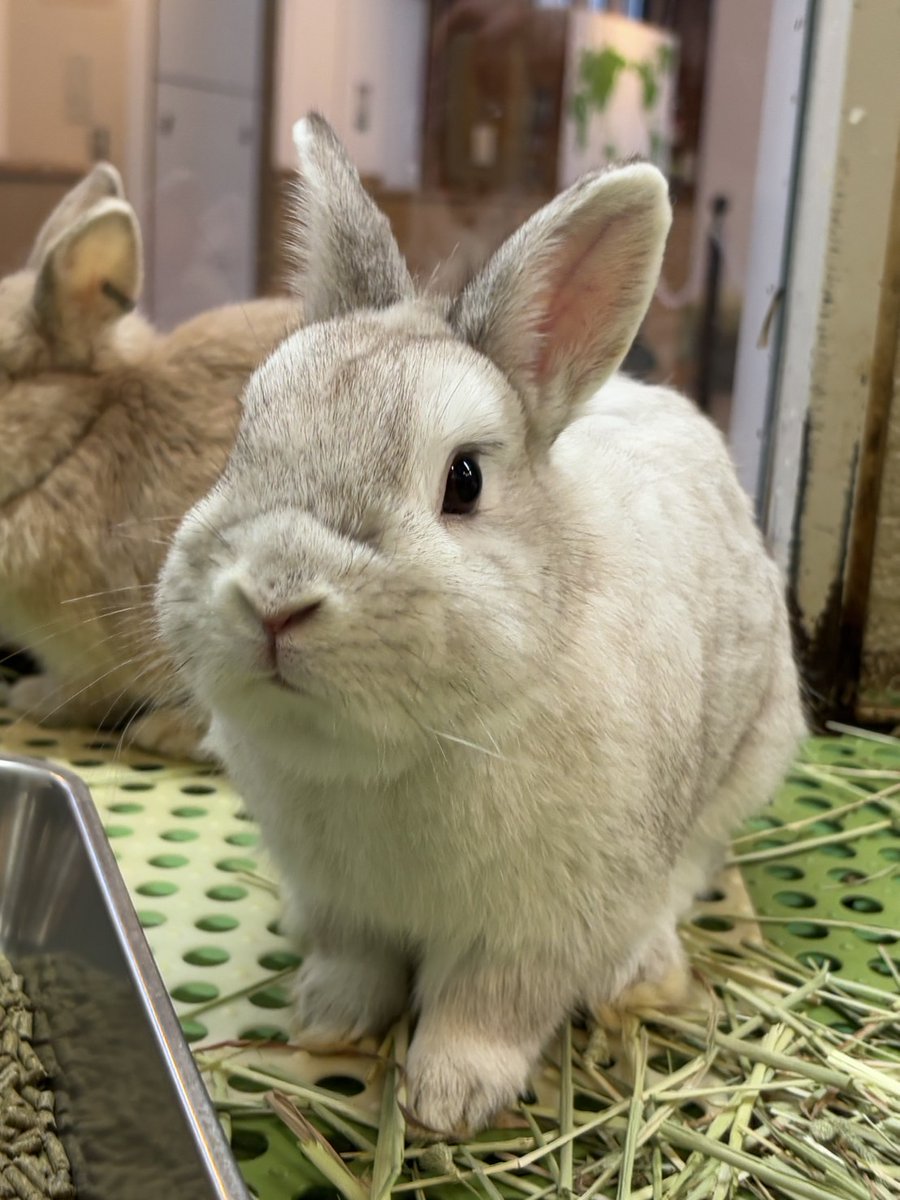 ウサギ うさぎと暮らす No98（2025年Winter） | メディアパル