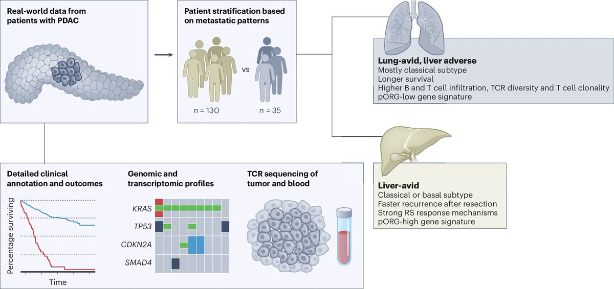 Anirban Maitra (@aiims1742) on Twitter photo New <a href="/NatureCancer/">Nature Cancer</a> paper from <a href="/SearsRosie/">Rosie Sears</a> <a href="/coussens_lisa/">LisaCoussens@CoussensLab</a> and colleagues <a href="/OHSUKnight/">OHSU Knight Cancer Institute</a> address the clinical question of why patients with #PancreaticCancer associated with lung only metastatic disease have a better prognosis than liver metastases. The answer lies in the ability to New <a href="/NatureCancer/">Nature Cancer</a> paper from <a href="/SearsRosie/">Rosie Sears</a> <a href="/coussens_lisa/">LisaCoussens@CoussensLab</a> and colleagues <a href="/OHSUKnight/">OHSU Knight Cancer Institute</a> address the clinical question of why patients with #PancreaticCancer associated with lung only metastatic disease have a better prognosis than liver metastases. The answer lies in the ability to