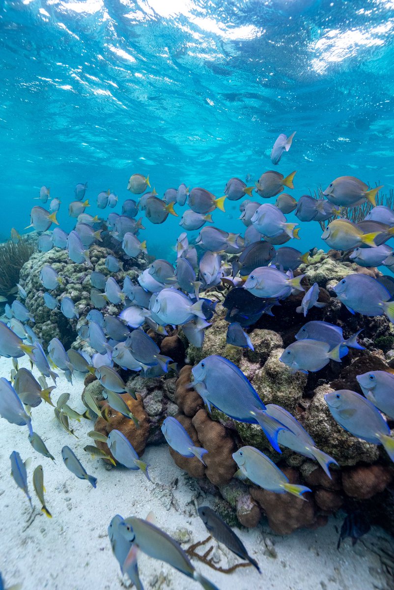 La primera vez que me meto al mar con una cámara, un lindo desafío totalmente fuera de mi zona de confort, acá algunas de las fotos que salieron: