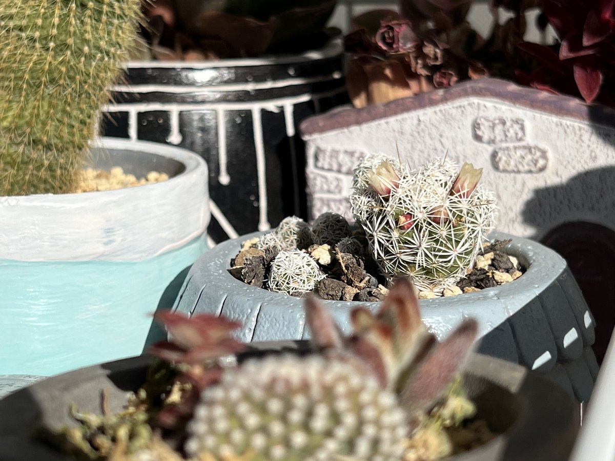 花咲いてきた🌵