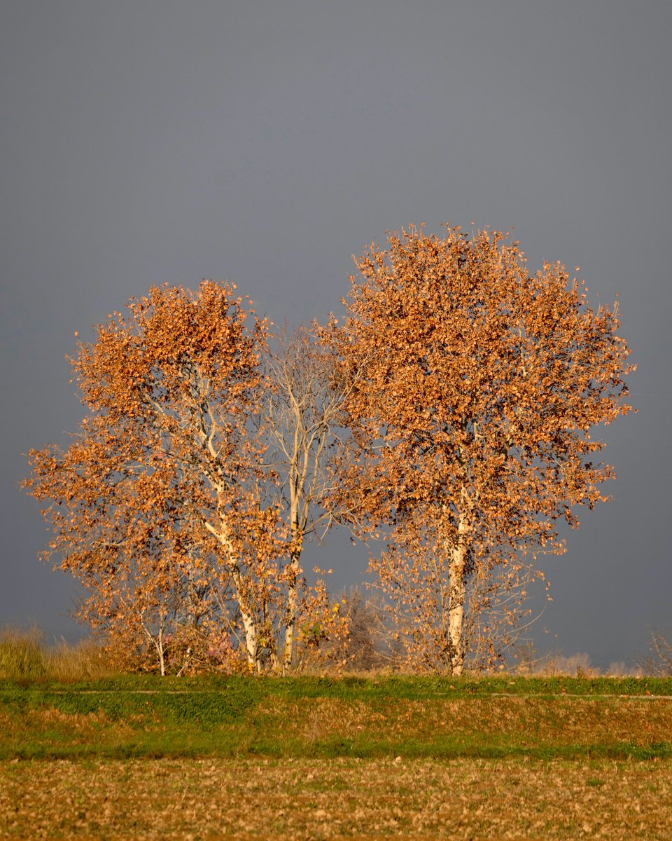 Lojaume's tweet photo. Plàtans - Plane trees (Platanus hybrida)
Canal d’Urgell, Anglesola, l’Urgell, Catalonia 

#landscape #arbre #arbol #tree #anglesola #ajuntament_anglesola #urgell #turismeurgell #somurgell #aralleida #adnlleida @postureiglleida #cat_rural #lleidaturisme #descobreixcatalunya https://t.co/PKZoXqzbfL