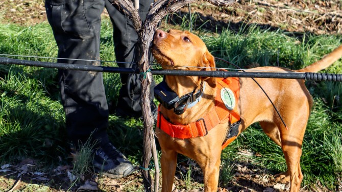 Growers and conservationists have a new weapon to detect invasive spotted lanternflies early and limit their spread: dogs trained to sniff out egg masses that overwinter in vineyards and forests.🌳🐕 Read more here: bit.ly/4j9Wno0