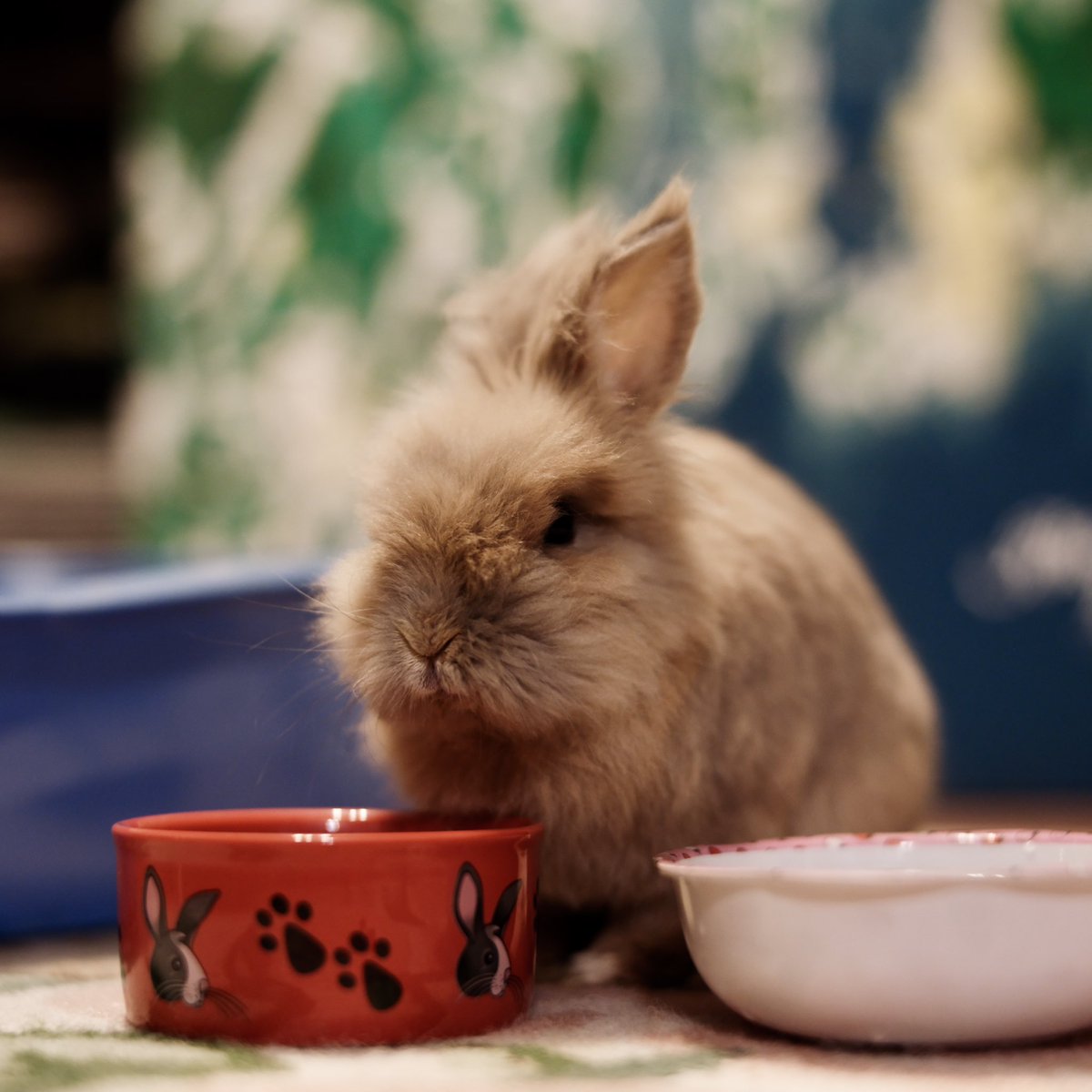 Charles Cleary tweet media