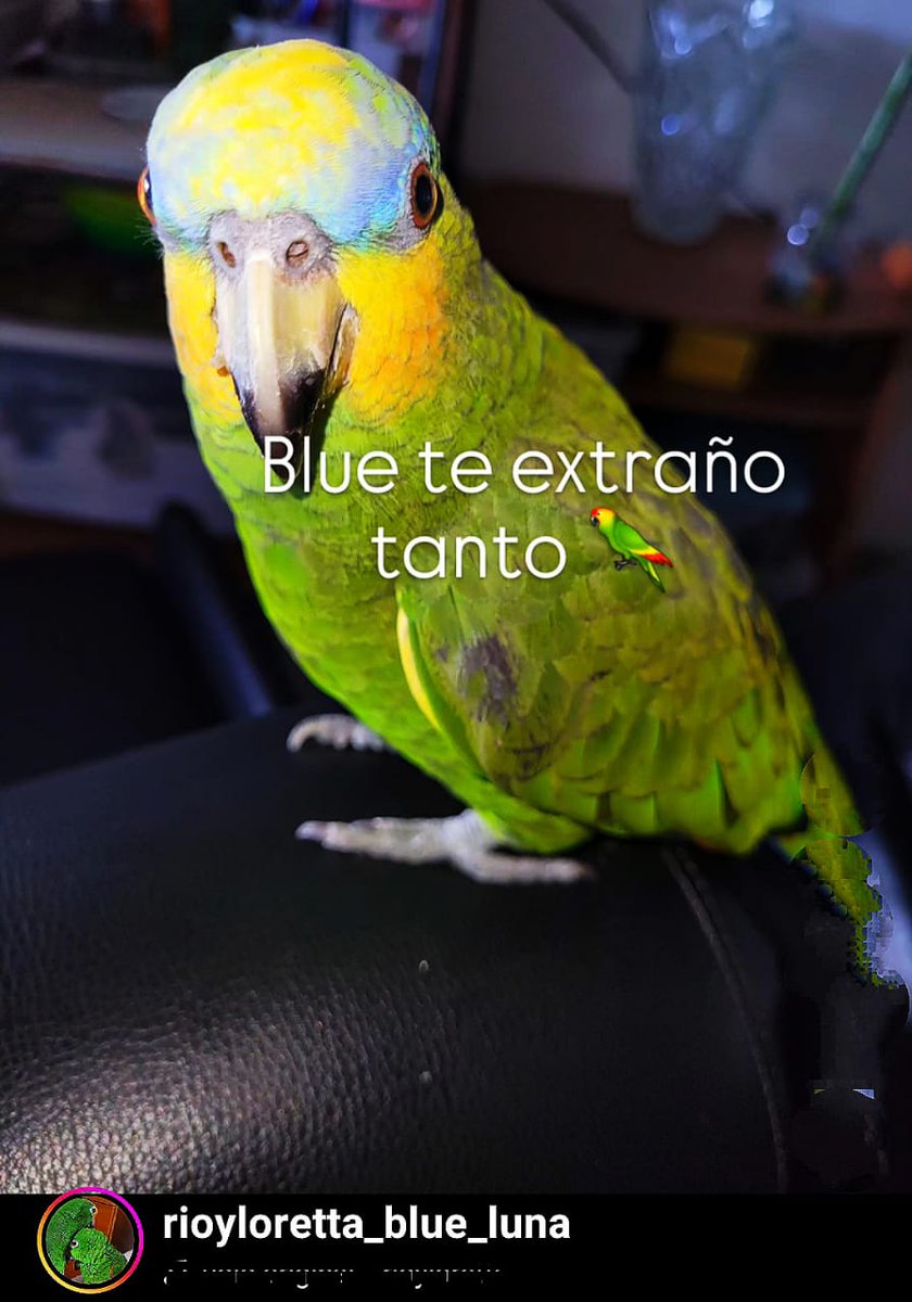 Reporta <a href="/Ma_Elisa_G/">#VzlaEntrampadaEntreLaDuplaMudPsuv🇻🇪🇻🇪</a>: 🚨SE BUSCA🚨Gente que vive/transita por FUERTE TIUNA,EL VALLE y alrededores/Caracas ATENTOS, si ven un lorito q NO se sabe desenvolver en sus zonas, favor resguardar y llamar 04143667906