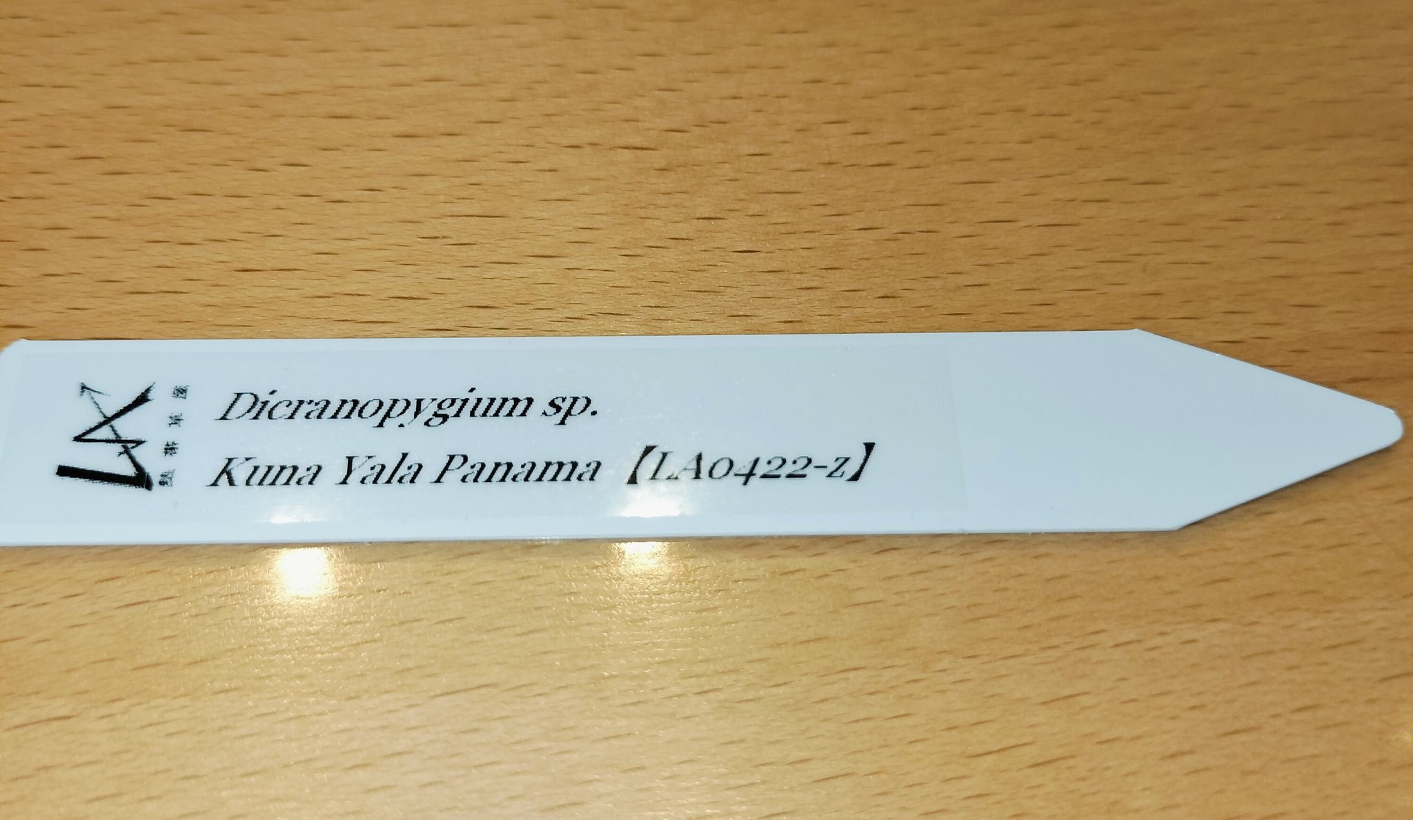 Dicranopygium sp. Kuna Yama Panama タグ付き Dicranopygium sp. Kuna Yama Panama タグ付き その他観葉植物