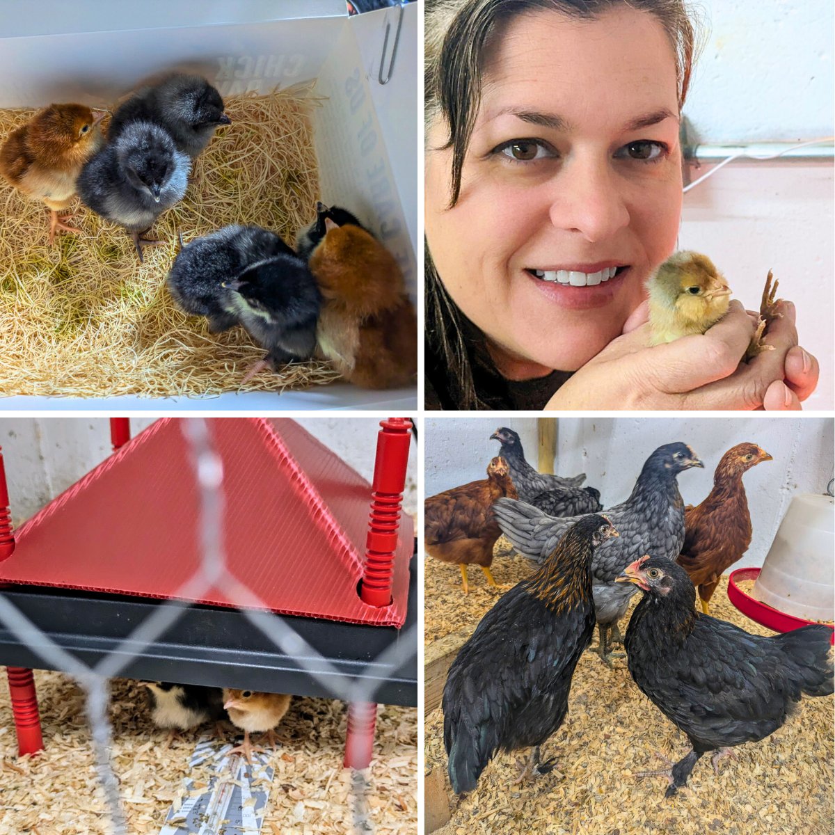 WholeMadeLiving's tweet photo. Do you want the most amazing eggs you've ever had with the most nutrient rich golden yolks? Do you love animals &amp; want to enjoy some of the most gratifying, stress-relieving birds right in your backyard? Sounds like you need chicks in your life this year!
https://t.co/xFSZ4G9pn5 https://t.co/j8frzwUMI4