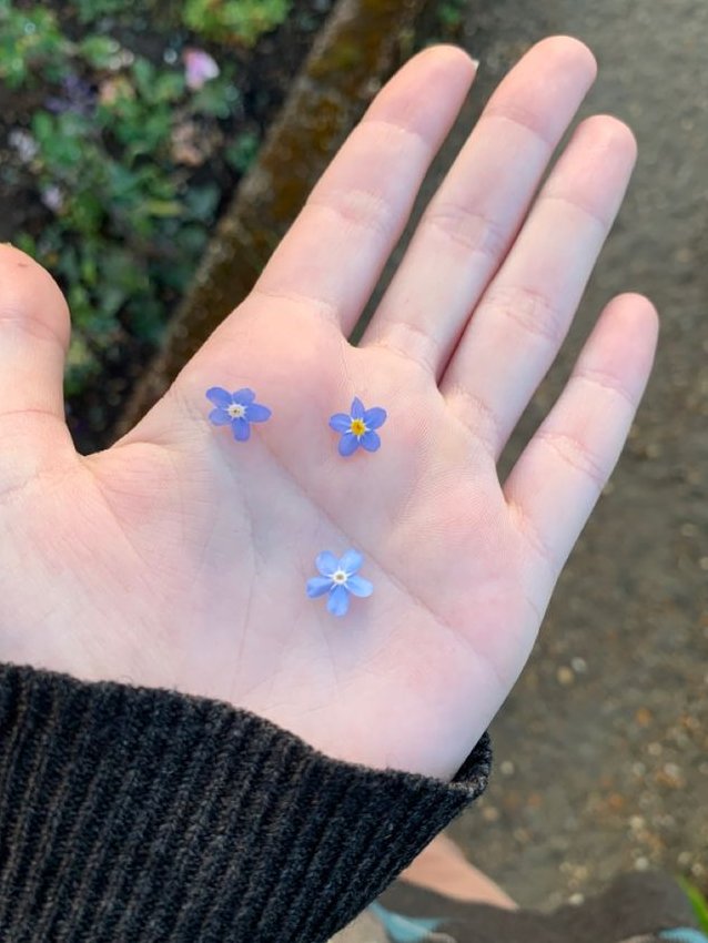 300moods's tweet photo. forget me not flower 💙 https://t.co/0rPx3hqv2p