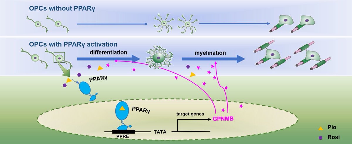 Chinese scientists Han et al. show that PPARγ acts as a gatekeeper in CNS injury and repair. By inducing the differentiation of oligodendrocyte precursor cells into mature oligodendrocytes, PPARγ promotes CNS (re)myelination. tinyurl.com/3s6rfkem