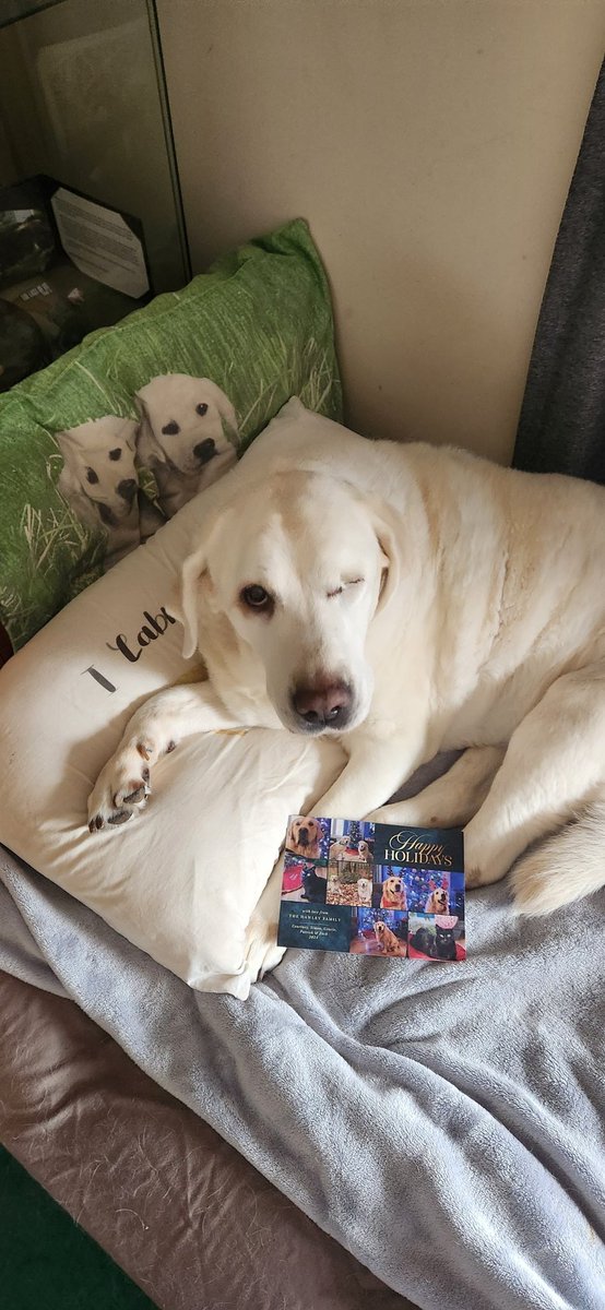 Evie & Fern ๐พ๐พ (@srodarbal) on Twitter photo We got mail ๐. A big thank you to Gracie, Patrick, Zack and their parents for a lovely Christmas card. Love you guys. <a href="/CourtHaw/">Courtney, Gracie & Patrick ๐จ๐ฆ๐ฑโพ๏ธ๐ธ๐</a> ๐พ๐๐พ We got mail ๐. A big thank you to Gracie, Patrick, Zack and their parents for a lovely Christmas card. Love you guys. <a href="/CourtHaw/">Courtney, Gracie & Patrick ๐จ๐ฆ๐ฑโพ๏ธ๐ธ๐</a> ๐พ๐๐พ