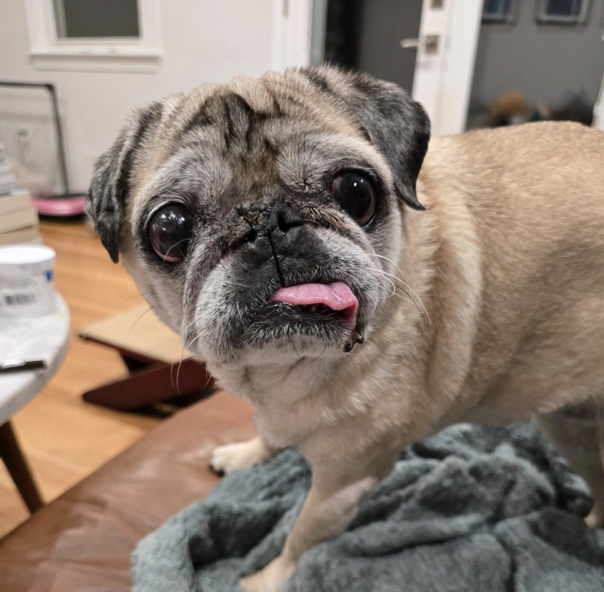 Not happy about more snow on the way. #rosyposy #lilpugbean