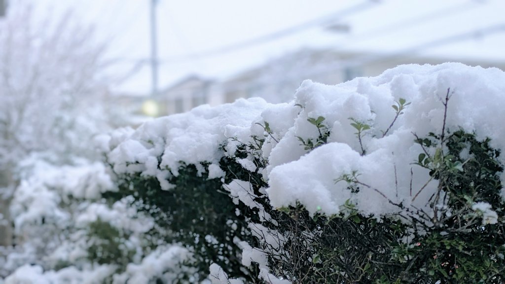 RYOKUCHAchannel's tweet photo. めちゃくちゃ遅れ馳せながら、新年明けましておめでとうございます🎍
お正月休みはREEF−TRIGGERさんの年越し大掃除要員さん達も無事受け取らせて頂きました🐚*
年末年始も動画は上げれずでしたが…
今年も宜しくお願いいたします𑁍
先日からの寒波ですごく寒い…☃ https://t.co/VKr4zQFwl3