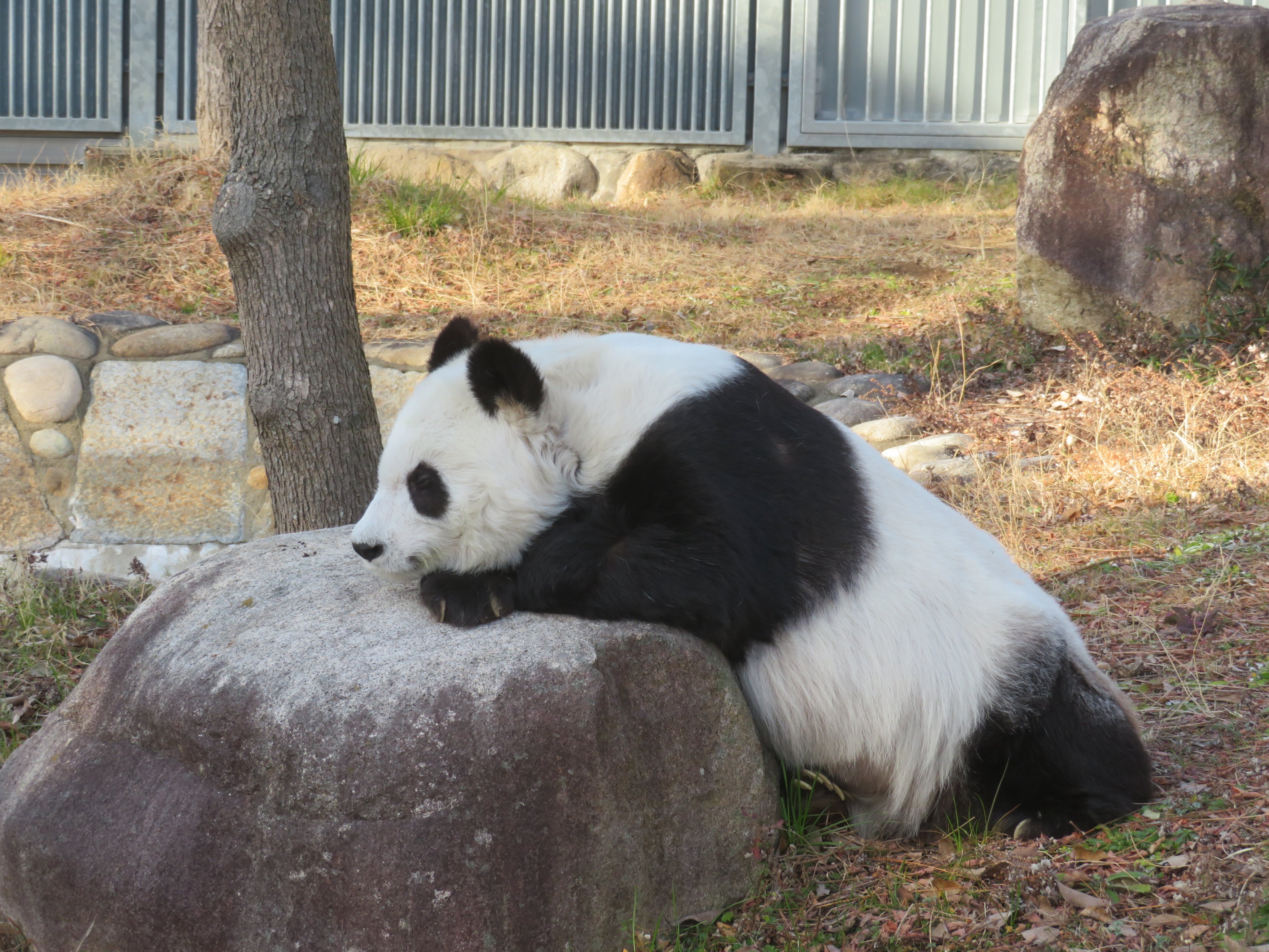 神戸市立王子動物園（公式） on X: 
