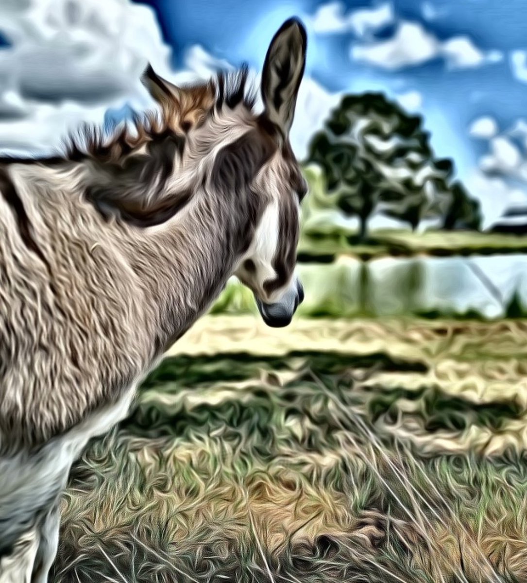 Diegoranchinc's tweet photo. All my stories and artwork are all done for my new children's book. All proceeds go to helping children and veterans at Diego Ranch Inc. Not sure of the dates for the book to be published yet on Amazon.
WHO WILL BUY A BOOK? https://t.co/zrlsHebGhC