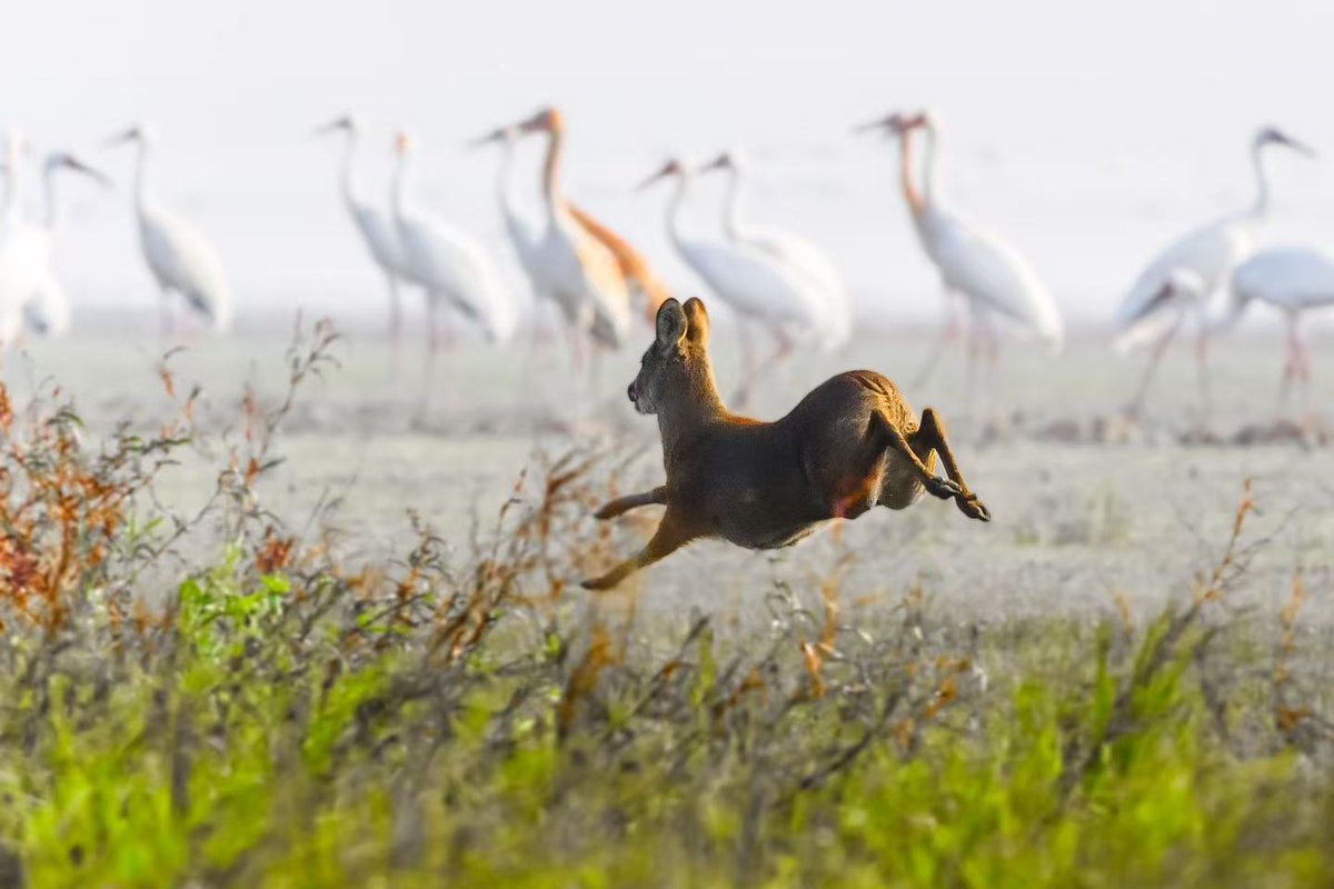 this_is_jiangxi's tweet image. A rare scene of a Reeves&apos;s Muntjac and a White Crane in the same frame, the compression effect of the telephoto lens makes the leaping muntjac appear not much larger than the crane. #BeautifulPoyangLake #EcologicalJiangxi #HarmoniousHome