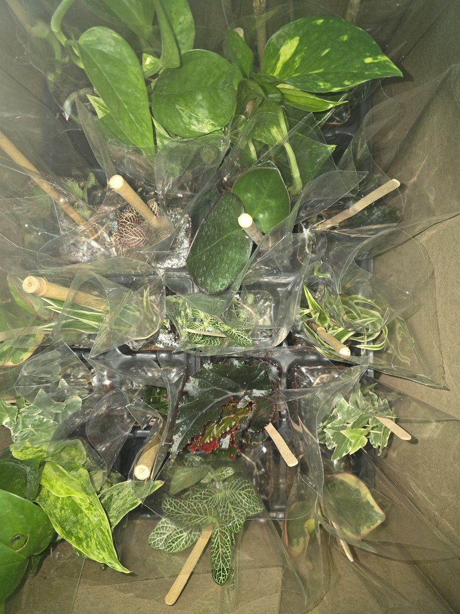 Dr. Michelle T. Bell (@bellmichellet) on Twitter photo Getting ready for our “Growing Together” initiative with plants <a href="/River_Bend_MS/">River Bend Middle School</a>. Plants do more than decorate—they inspire connection, growth, and create welcoming spaces. Growing together..one student, one classroom at a time! #GrowingTogether #Community
🌱🪻🪴 Getting ready for our “Growing Together” initiative with plants <a href="/River_Bend_MS/">River Bend Middle School</a>. Plants do more than decorate—they inspire connection, growth, and create welcoming spaces. Growing together..one student, one classroom at a time! #GrowingTogether #Community
🌱🪻🪴