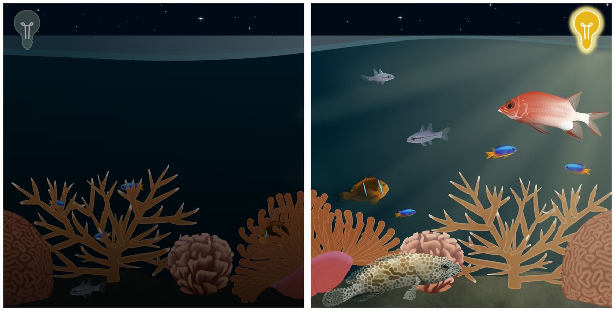Global Change Biology (@globalchangebio) on Twitter photo NEW RESEARCH
Artificial Light Increases Nighttime Prevalence of Predatory Fishes, Altering Community Composition on #CoralReefs
📄 buff.ly/4a6ziOV
<a href="/EmmaFishGal/">Emma Weschke</a> <a href="/jules_schligler/">Jules Schligler</a> <a href="/helyyy_i/">Isla Hely</a> <a href="/SuzanneCMills/">Suzanne Mills</a> @r_beldade <a href="/DrSteveSimpson/">Prof. Steve Simpson</a> <a href="/TheFSBI/">fsbi</a> <a href="/BristolBioSci/">University of Bristol Biological Sciences</a> <a href="/BristolUni/">University of Bristol</a> NEW RESEARCH
Artificial Light Increases Nighttime Prevalence of Predatory Fishes, Altering Community Composition on #CoralReefs
📄 buff.ly/4a6ziOV
<a href="/EmmaFishGal/">Emma Weschke</a> <a href="/jules_schligler/">Jules Schligler</a> <a href="/helyyy_i/">Isla Hely</a> <a href="/SuzanneCMills/">Suzanne Mills</a> @r_beldade <a href="/DrSteveSimpson/">Prof. Steve Simpson</a> <a href="/TheFSBI/">fsbi</a> <a href="/BristolBioSci/">University of Bristol Biological Sciences</a> <a href="/BristolUni/">University of Bristol</a>