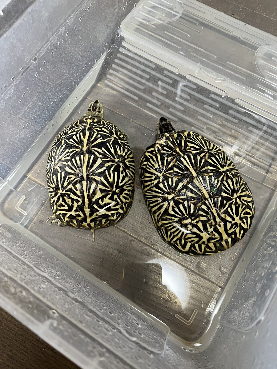 フロリダは春から土飼いにしても良いかな？