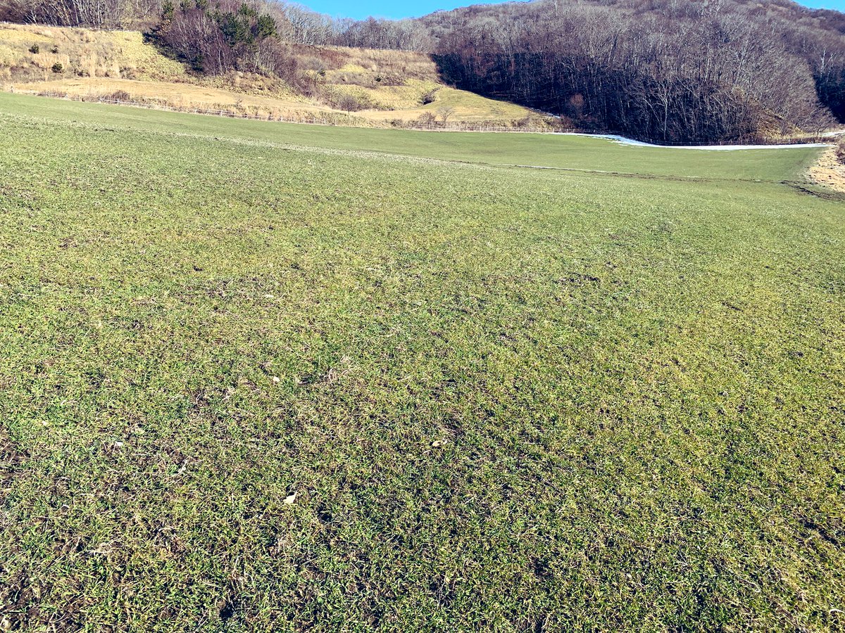 雪国といえば、北海道ですが
こんな地域もあるんです

牧草が青々と…