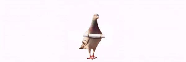 AskUuXS3sGi3171Ft1jc4he1rRozPBYPqGV8hYgDnbBb

bidded the first sendor $pigeon

120k MC right now

let's see if the degens find this clever enough to run