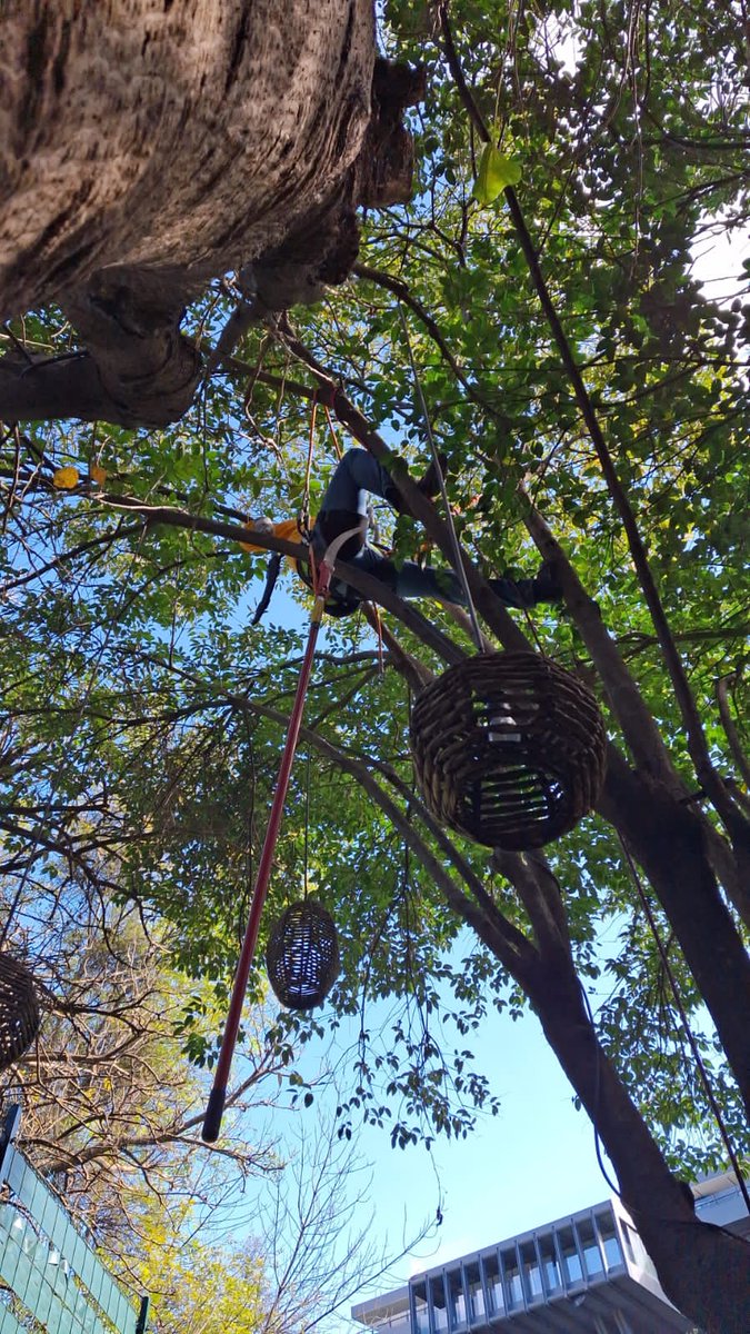 Un poco en curva pero también un poco preparado y, así, de poco en poco se van sumando las fortalezas. Siempre con respeto al árbol y a todo lo que lo rodea, siempre con respeto a mí y a quienes me rodean, siempre con seguridad aunque inseguro sea.