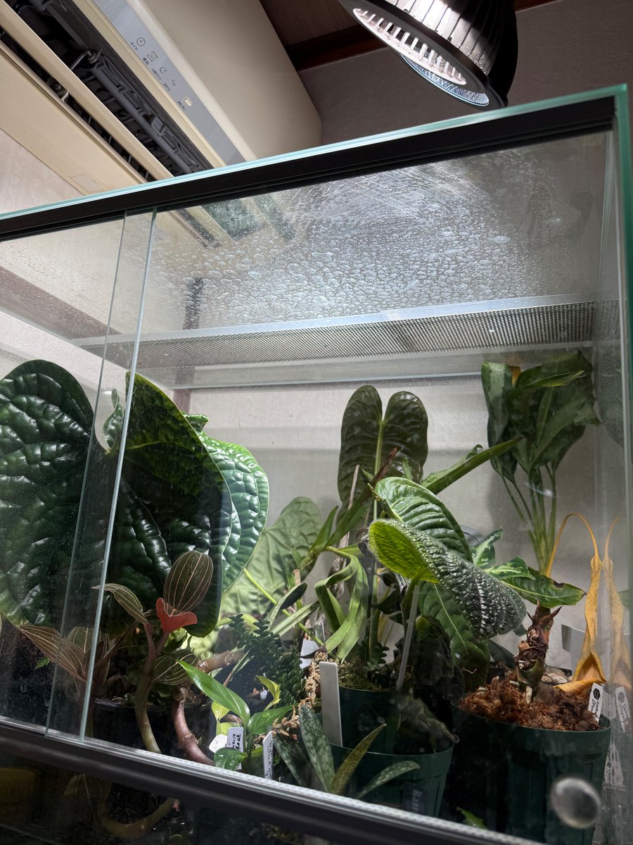 飼育部屋のレイアウト整理で植物の育成に使ってるエーハイムの 