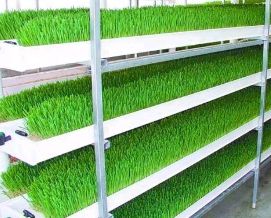 Innovative Feeding Solutions for Rabbits 1. Use sprouted grains like ...