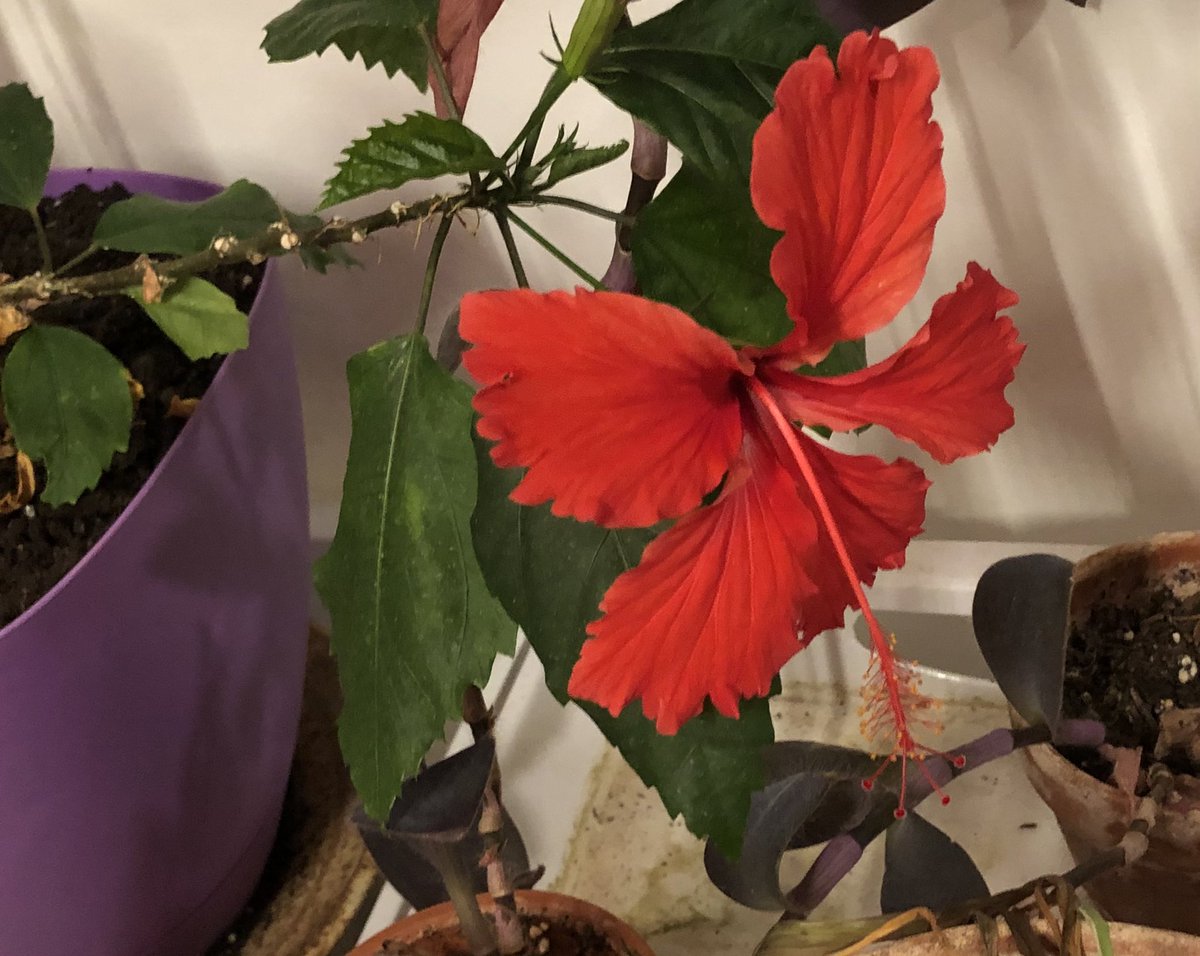 Misty Bromley tweet media