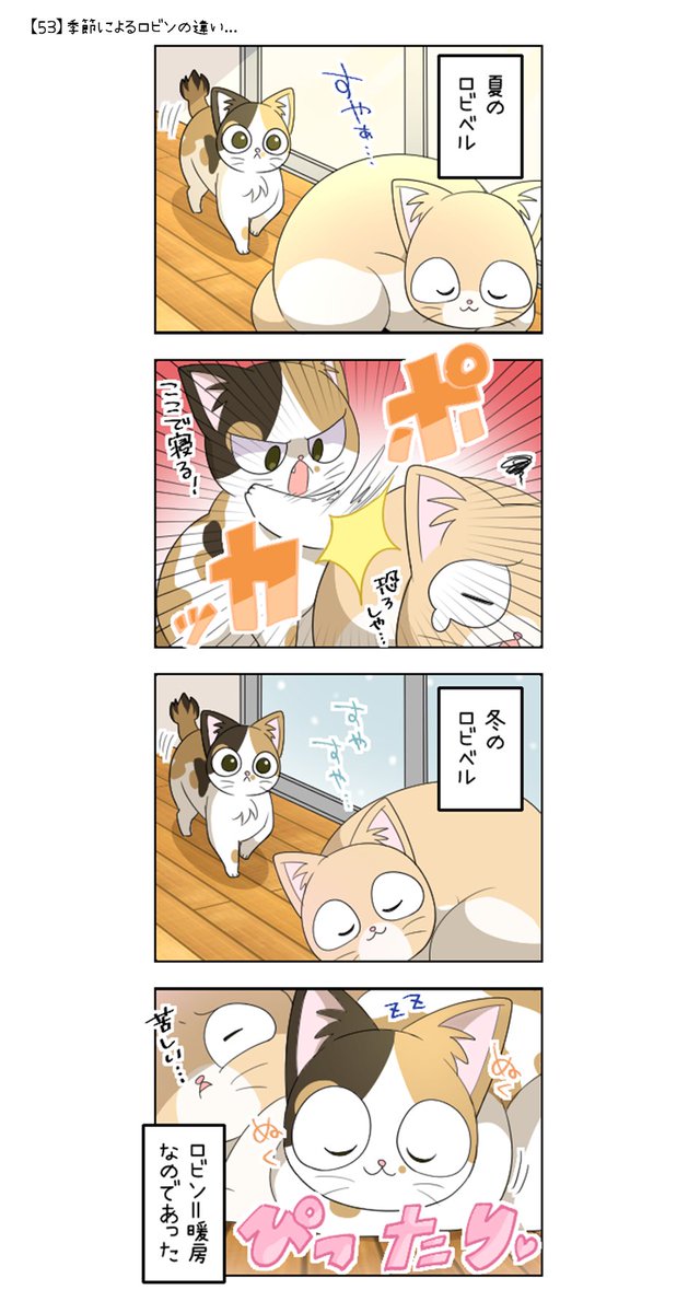 ฅ*【53】季節によるロビンの違い*ฅ* #にゃん生 #猫あるある #あつし