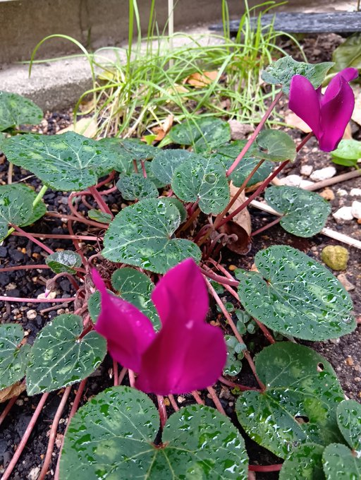masamasa1's tweet photo. The weather in Takaishi is confusing, with cloudy, rainy, and sunny spells. The cyclamens are still blooming. The re-used pea sprouts are growing. The komatsuna has unexpectedly grown again.
#homegarden
#cyclamen
#peasprouts
#komatsuna https://t.co/gSNbCEJaHD
