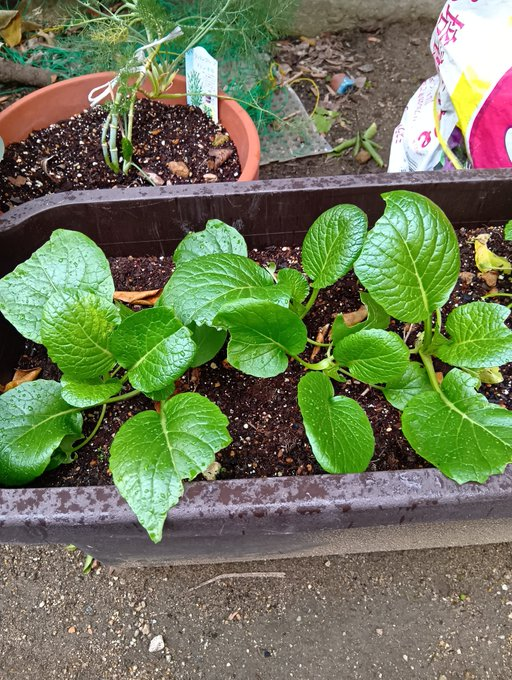 masamasa1's tweet photo. The weather in Takaishi is confusing, with cloudy, rainy, and sunny spells. The cyclamens are still blooming. The re-used pea sprouts are growing. The komatsuna has unexpectedly grown again.
#homegarden
#cyclamen
#peasprouts
#komatsuna https://t.co/gSNbCEJaHD