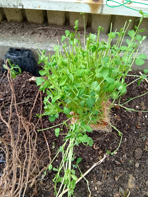 masamasa1's tweet photo. The weather in Takaishi is confusing, with cloudy, rainy, and sunny spells. The cyclamens are still blooming. The re-used pea sprouts are growing. The komatsuna has unexpectedly grown again.
#homegarden
#cyclamen
#peasprouts
#komatsuna https://t.co/gSNbCEJaHD