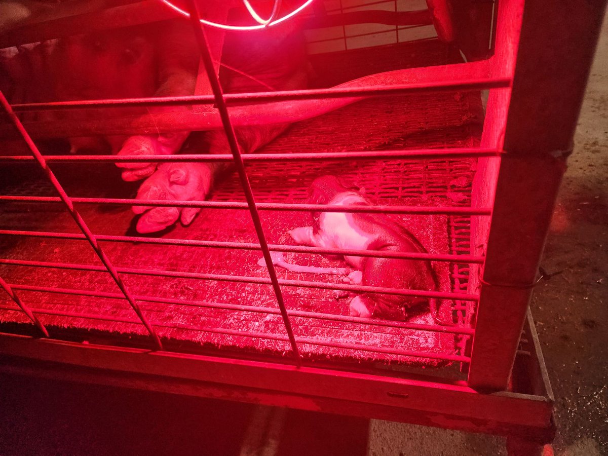 Snow days don't impact the action at Green Acres! Litter #1 is arriving as this post is being made. We hope that all will go well. This girl isn't a rookie, so we think she will remember how it's done.