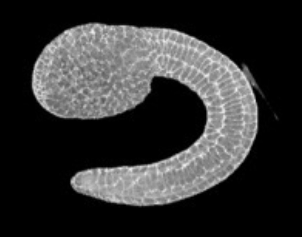 Oscar Ruiz tweet media