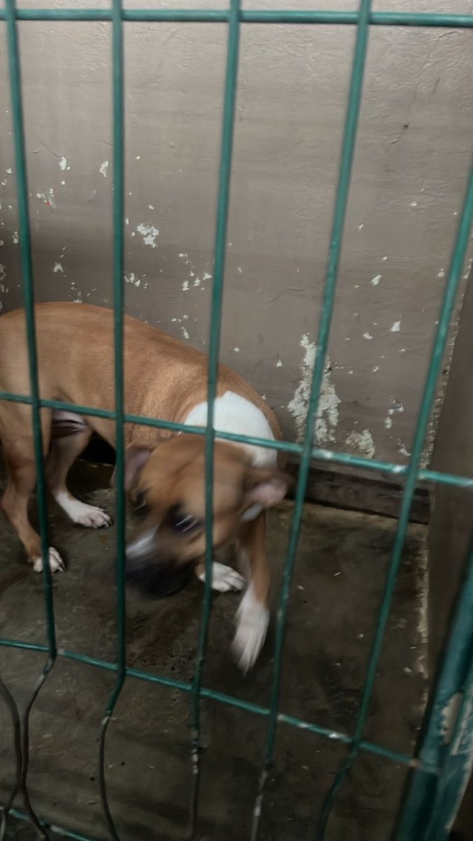 <a href="/LlanoEly/">Ely</a> <a href="/Elleny1921/">Elleny M.L Palacio 🦜🦜🦮💫🙏🌜🌞</a> <a href="/MaryluFlores8/">🌺</a> <a href="/elvazleta/">La Inge X⚡</a> 
Del caso de Cosntiruyentes de Querétaro; Bienestar Animal de <a href="/GobSanNicolas/">Gobierno de San Nicolás</a> ya en resguardo también. <a href="/LilyOlivaresC/">Lily Olivares</a> <a href="/linvillarrealc/">Linda Villarreal</a> <a href="/omar_perez78/">OMAR ORLANDO PEREZ O</a>