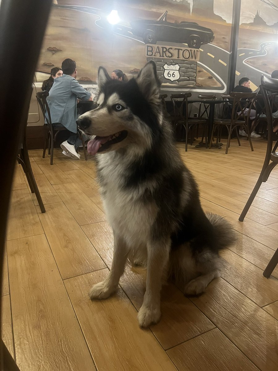 Kinnt0's tweet photo. Perro husky en Barstow, sin collar, pero claramente no es de calle.. #iquique https://t.co/moohazNfvE