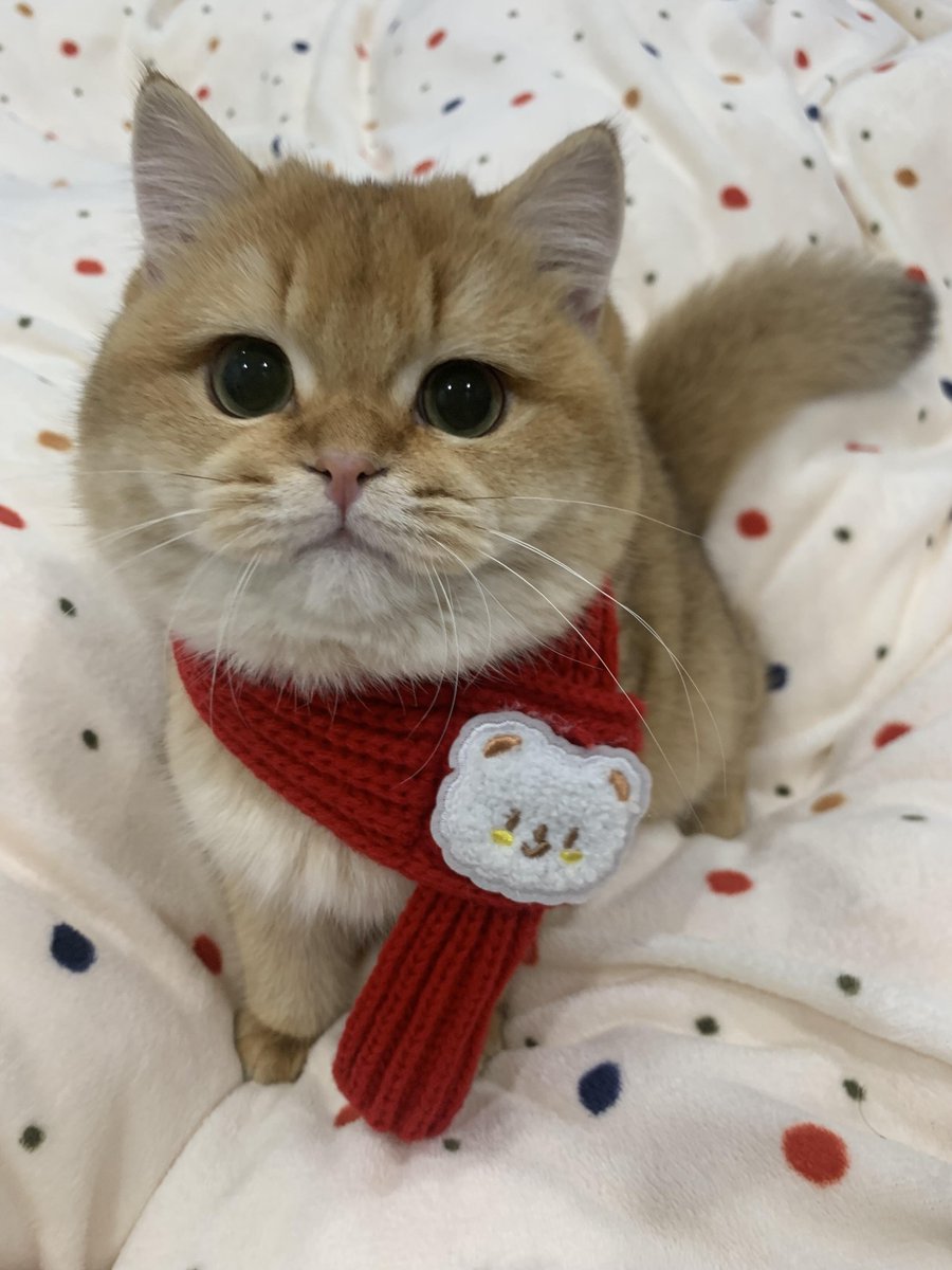 ご飯を食べる姿も愛らしい猫ちゃん🍽🐱💖