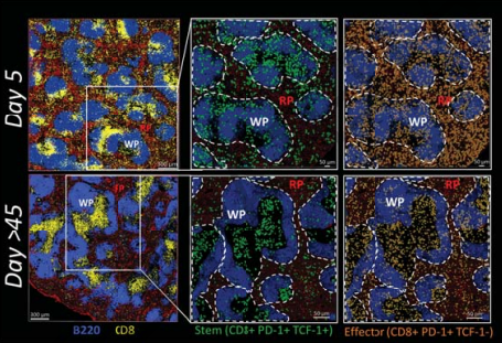 Waggoner Lab (@labwaggoner) on Twitter photo Early PD-1+ TCF-1+ TOX+ stem-like CD8+ T cells adapt their differentiation trajectory to either an acute or chronic viral infection, showing host is prepared a priori to deal with a potential chronic infection <a href="/Nature/">nature</a> <a href="/rafiahmed_lab/">RafiAhmedLab</a> <a href="/dmcmanus123/">Daniel McManus</a>
nature.com/articles/s4158… Early PD-1+ TCF-1+ TOX+ stem-like CD8+ T cells adapt their differentiation trajectory to either an acute or chronic viral infection, showing host is prepared a priori to deal with a potential chronic infection <a href="/Nature/">nature</a> <a href="/rafiahmed_lab/">RafiAhmedLab</a> <a href="/dmcmanus123/">Daniel McManus</a>
nature.com/articles/s4158…