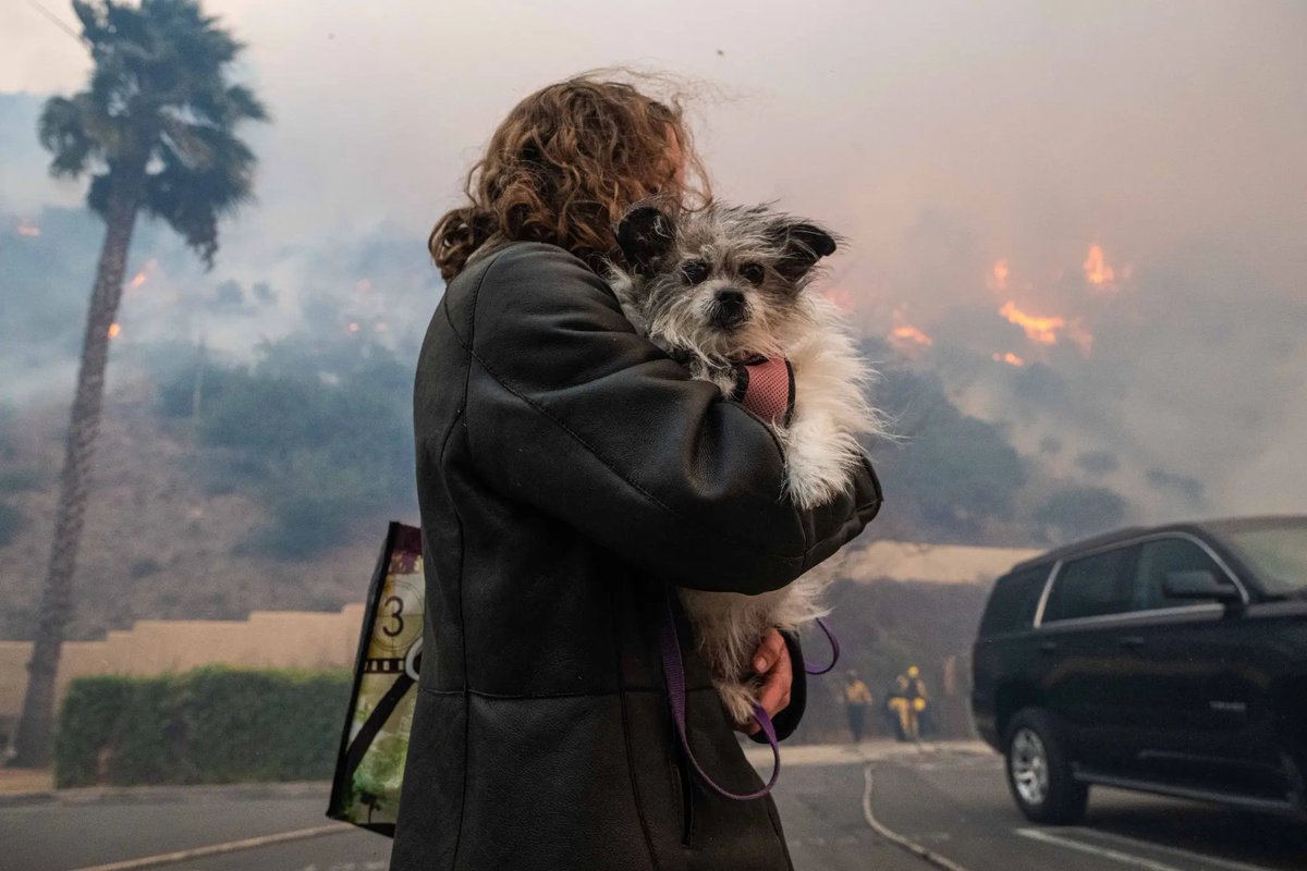 Heroic woman rescues 41 pets from the wildfires.   Dr. Annie Harvilicz, a veterinarian, bravely risked her life to help rescue dogs, cats and a rabbit from the path of the Pacific Palisades fire as their owners were forced to flee.

Source: NY Post