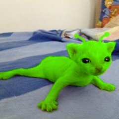 hum binki (alien lord of aliens) tweet media