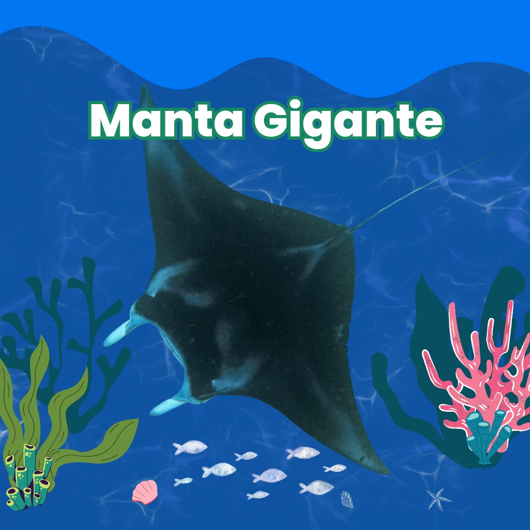 ¡Conoce la Reserva Marina Hermandad! 🐠
Desde su creación en marzo 2022, esta área protegida conecta #Galápagos con el resto del corredor marino del Pacífico Este Tropical. Con 60000 km², la reserva es un refugio vital para especies marinas.
#Guardianesdelocéano #reservahermandad