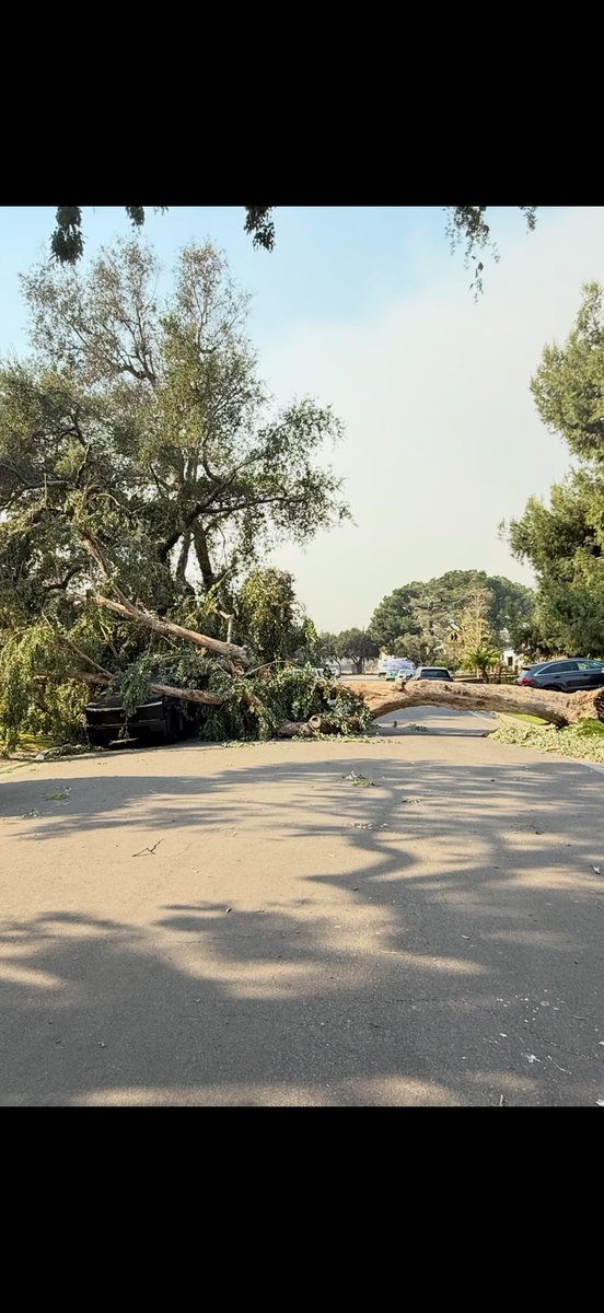 modelxtesla's tweet photo. #cybertruck got crushed by the 100mph #LAwinds. Crazy part is after crew got it unpinned, it still drove!  It’s battered but still drivable after a massive tree fell on it. Insane!  #indestructible! #ElonMusk https://t.co/9mLuFWGZ1M