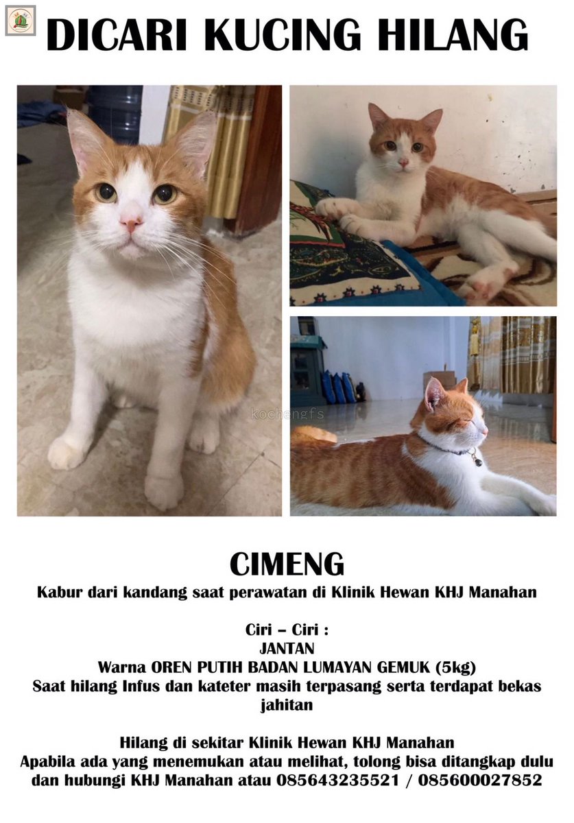 kochengfs's tweet photo. Temen” minta saran nya harus gimana, kucing ku gak bisa pis jadi aku putus kan untuk rawat inap di klinik. lalu di hari ke dua pagi hari dikabarin kucing ku hilang. kabur dari kandang, dia jebol kandang gitu, lewat sela” padahal jg dia termasuk gemuk. sdh (cont) https://t.co/gby2bNizv2