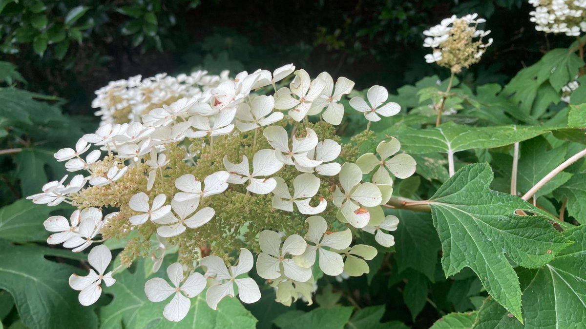Cobb Master Gardener tweet media