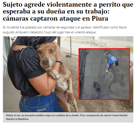 parapioggia's tweet photo. Este enfermo SAULO AUGUSTO AMPUERO VALLADOLID sin ningún motivo ataco con un piedron a un perro. Tiene varias denuncias. 
Compartir para q la justicia se encargue de este criminal

@PoliciaPeru #Piura Keiko Fujimori, Dina Boluarte, Diego Bazan, Fabian Bustos, CTS, Paolo Guerrero https://t.co/R5TzqCmGYm