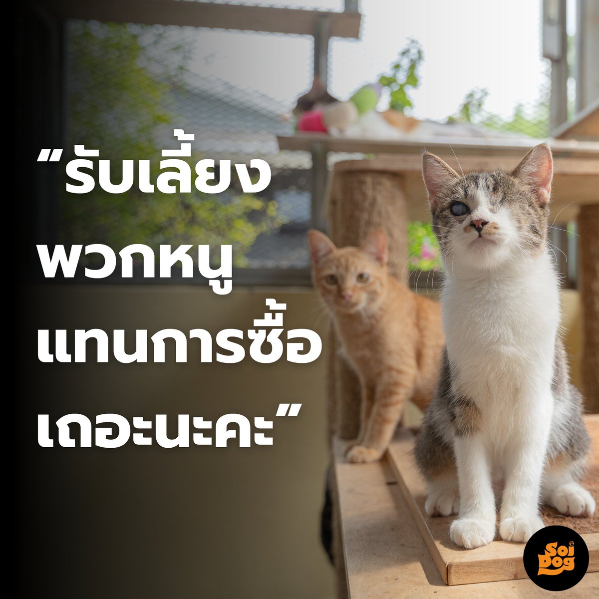 5 เหตุผลที่รับเลี้ยงดีกว่าซื้อ
1. ได้ช่วยชีวิตสัตว์ที่ถูกทิ้ง
2. ลดการสนับสนุนฟาร์มเพาะพันธุ์ผิดกฎหมาย
3. รู้จักบุคลิกของสัตว์ล่วงหน้าและเลือกสัตว์ที่เข้ากับตนเองได้
4. ลดค่าใช้จ่ายทำหมันและฉีดวัคซีนเพราะสถานพักพิงทำให้
5. สร้างความผูกพันที่ลึกซึ้งเพราะสัตว์รักคนที่ช่วยเหลือเขา