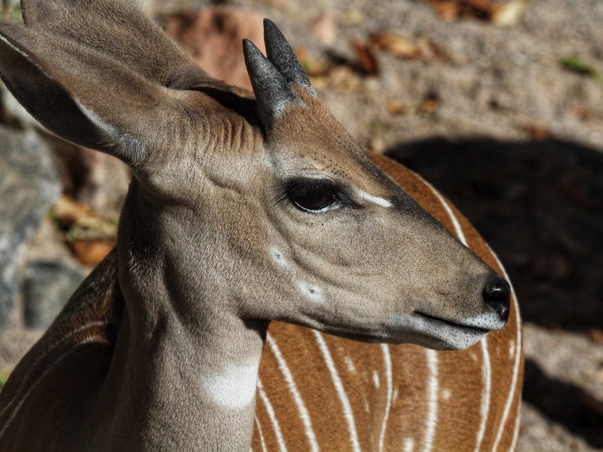 Looking for a fun Friday activity? There are still tickets available for our first Free Day of 2025 on January 10! Free Day tickets are only available online, so please be sure to register ahead of time. 

Reserve your tickets today: denverzoo.org/free-days/