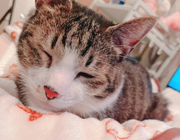 今月も猫ちゃんの支援者さんから物資支援をいただきました今年もありがとうございます〜!! 猫ちゃんのトイレシート毎週消費する消耗品なのでとっても嬉しい〜!!猫ちゃんのトイレの数分使用するため消費スピードも速いので大変助かります