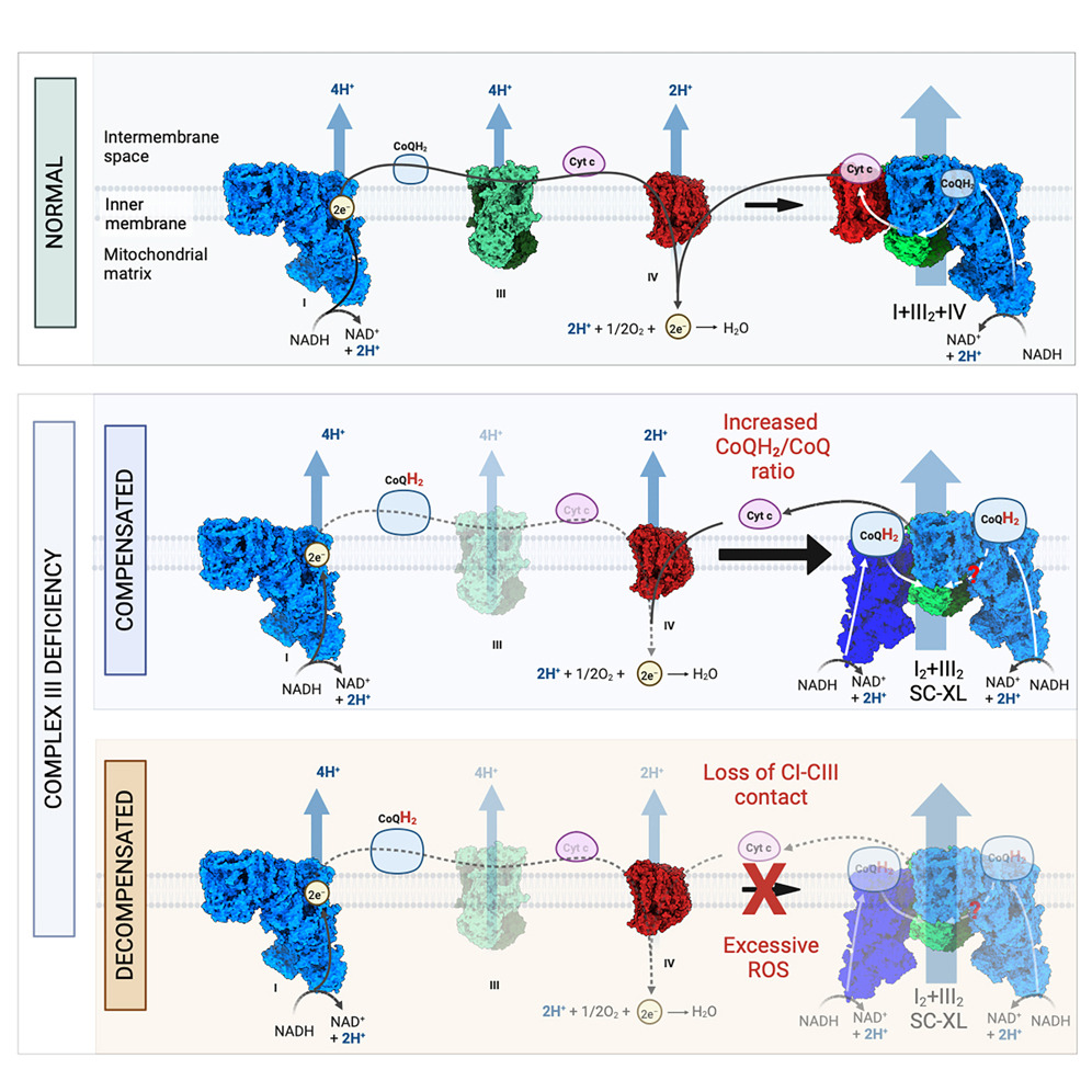 Holab_DukeNUS's tweet image. Ever wondered why we need respiratory supercomplexes?
New findings from our lab, in collaboration with @LettsScience, show how a specialized supercomplex - the SC-XL - can help mitochondria overcome some respiratory defects & provide cardioprotective benefits.
Studying…