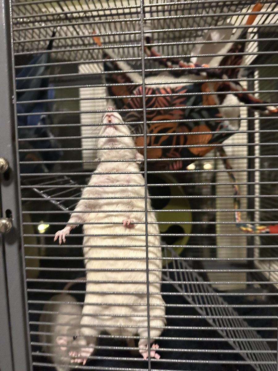 They’re very jealous of their brother who gets medicine in whipped cream